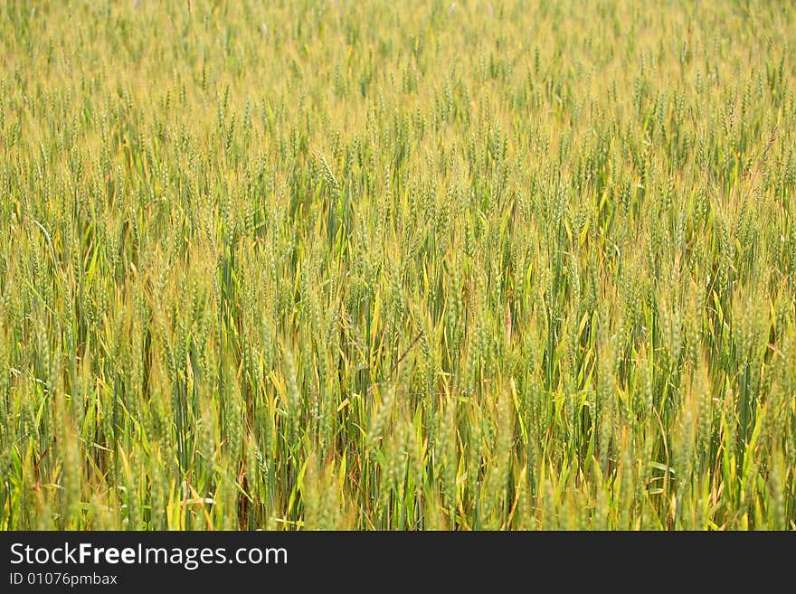 Wheat field background