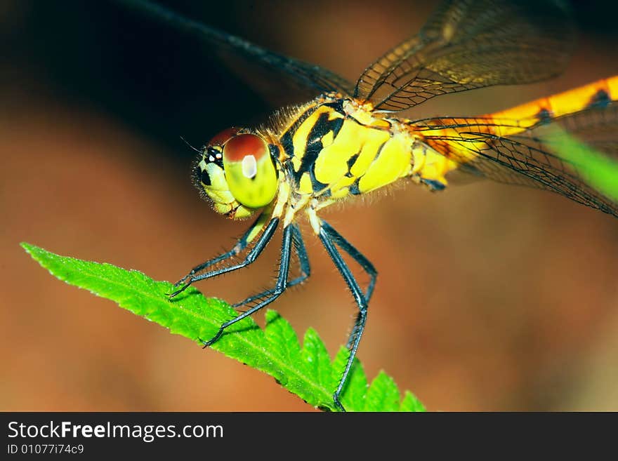 The dragonfly on a plant .waiting for the food .