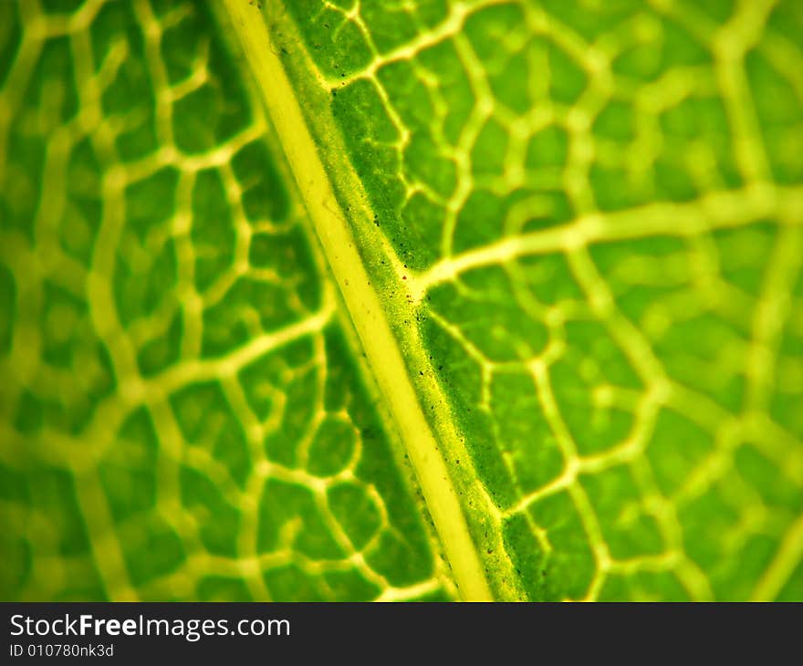 Green nut sheet which is translucent on to light. Green nut sheet which is translucent on to light