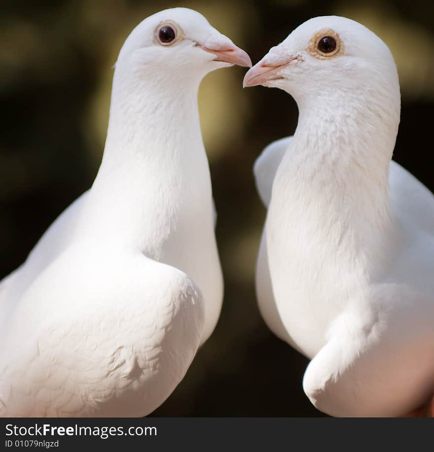 White pigeons couple kissing, their heads and necks forming a heart shape