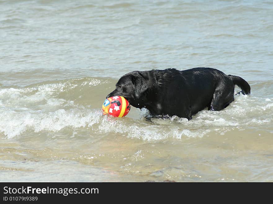 Playing dog in the water