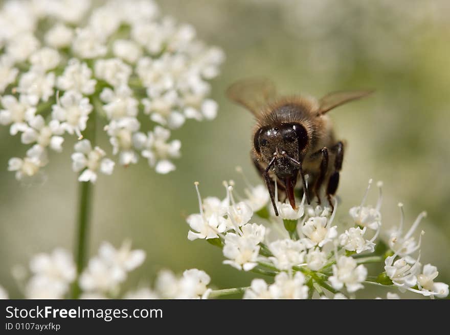 Honey bee macro