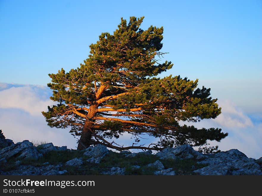 Lonely pine on the rock