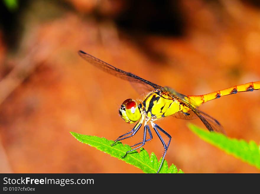 The dragonfly on a plant .waiting for the food .