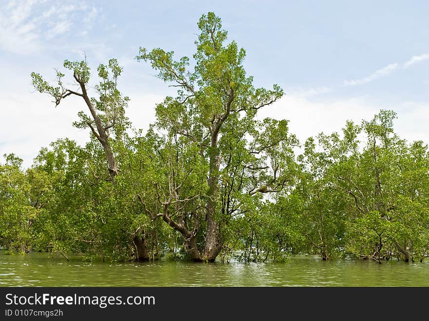 Mangrove tree flooding