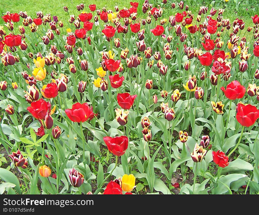 Motley tulips on the field. Spring background.