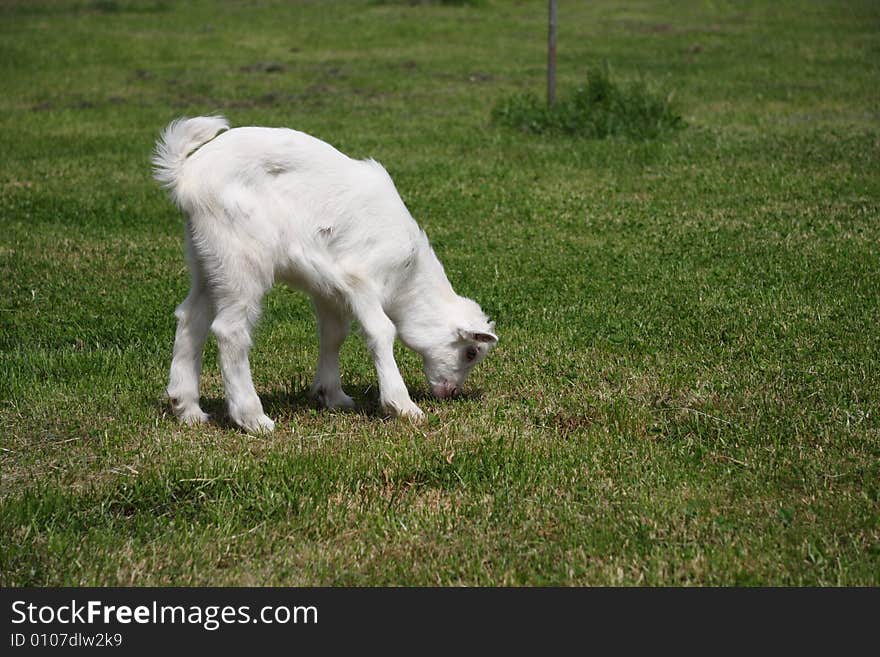 Little goat eating grass