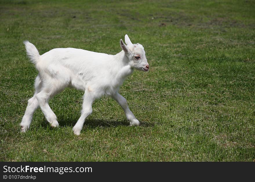 Little white goat running on a meadow. Little white goat running on a meadow.