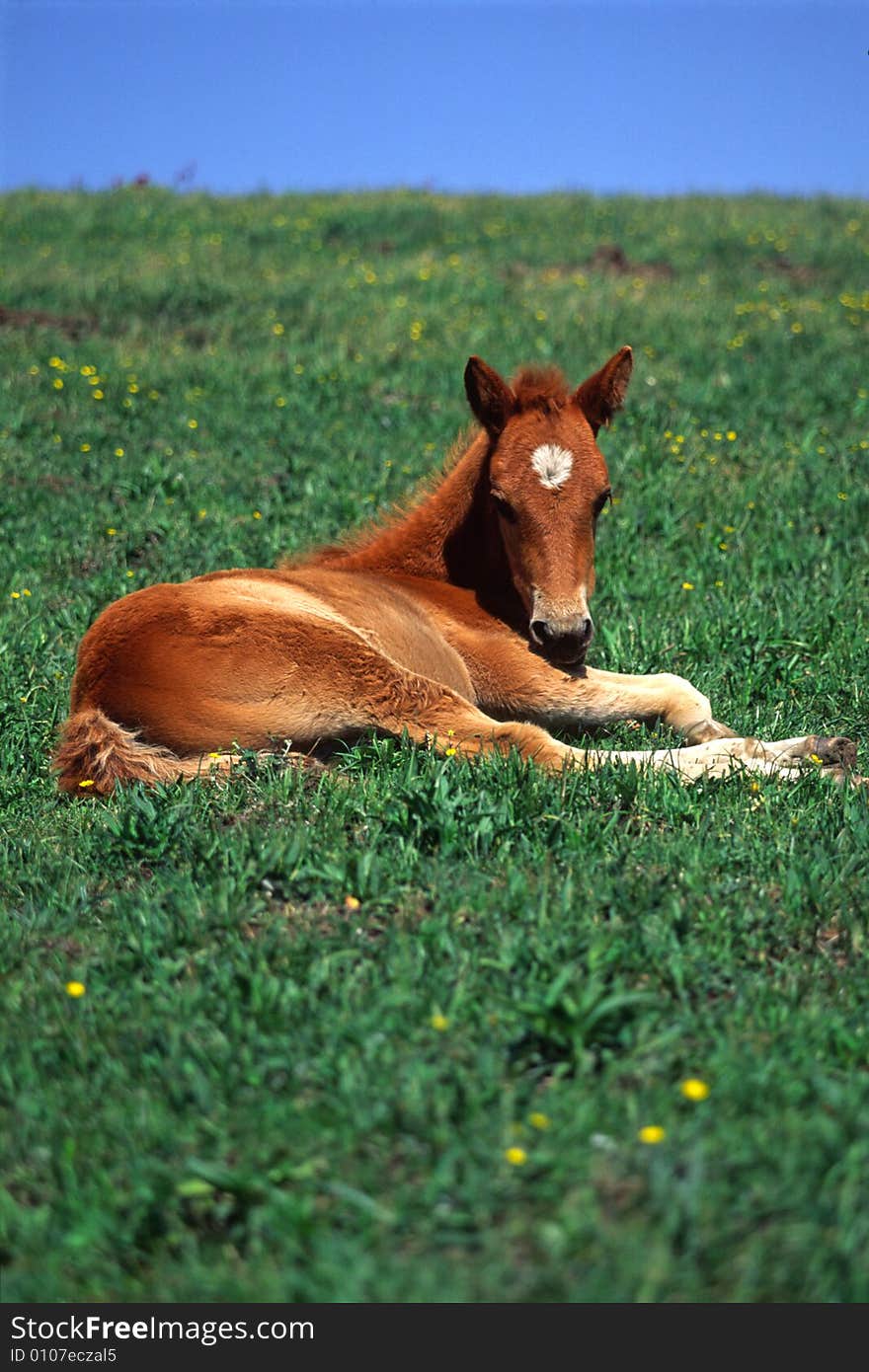 Horse in the green meadow , lingshan mountain, beijing, china. Horse in the green meadow , lingshan mountain, beijing, china