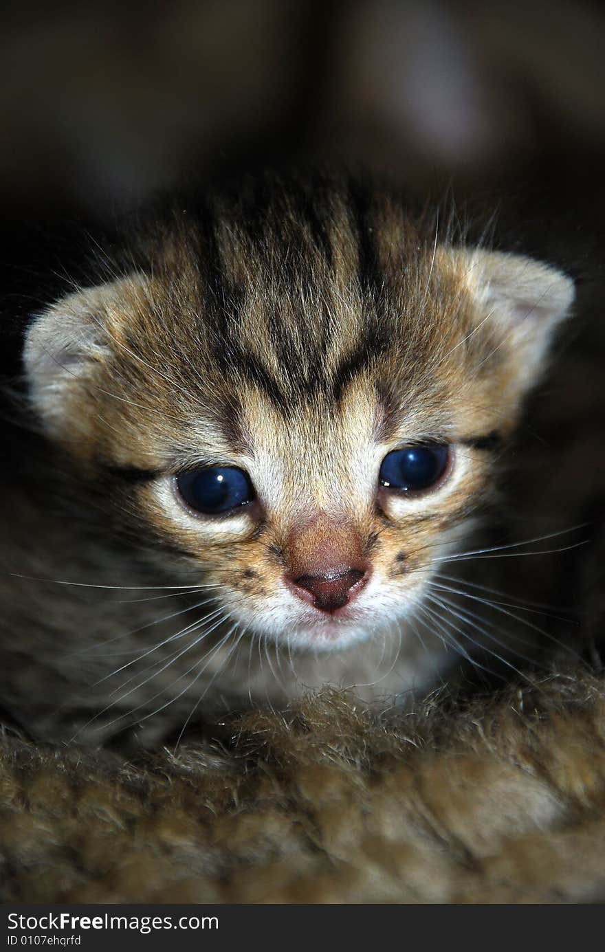 The smart little kitten is looking in camera