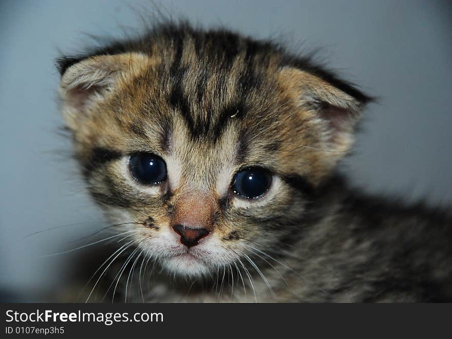 The smart little kitten is looking in camera