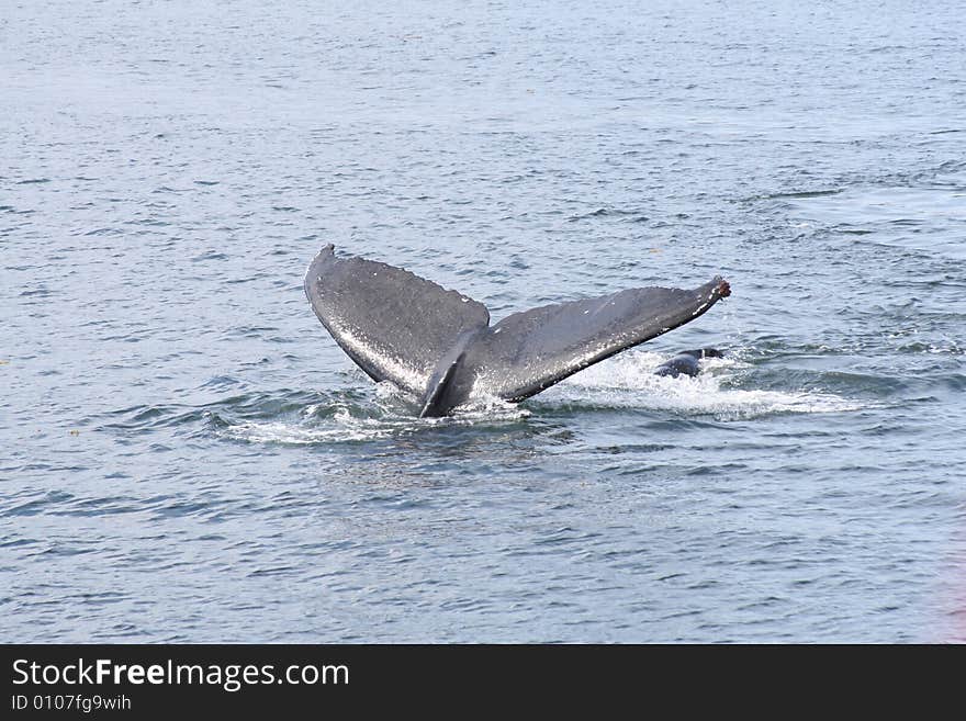 Tail of humpback whale diving in alaskan waters. Tail of humpback whale diving in alaskan waters