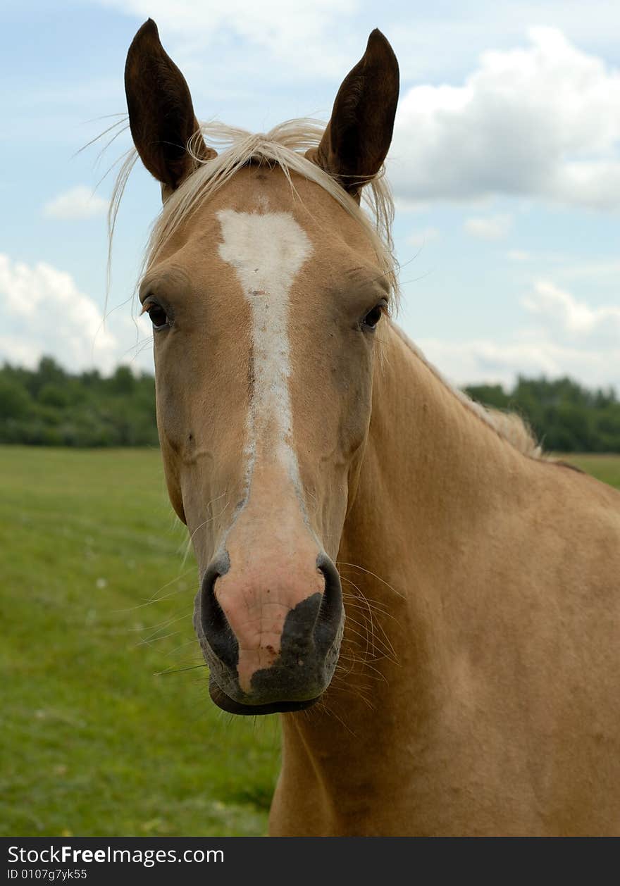 Horse at the green field