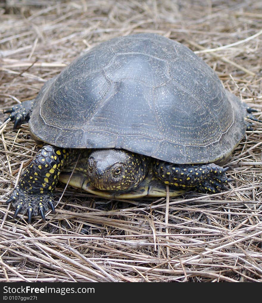 River Turtle Walk On Hay