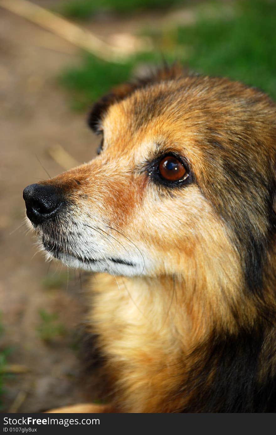 Dog, red, pet, head, looking