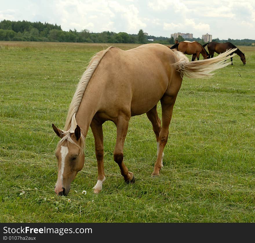 Horse eating grass and flowers