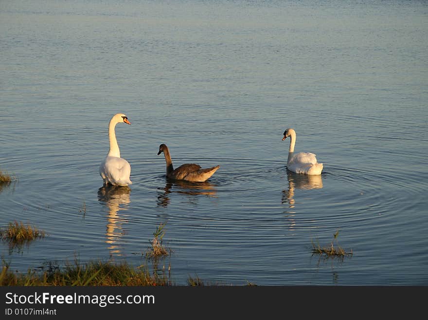 Swans on a lake in ireland