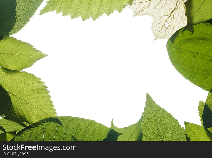 Leaves isolated on white background. Leaves isolated on white background.