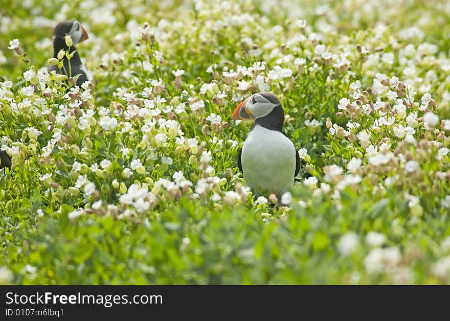 Puffin In Flowers