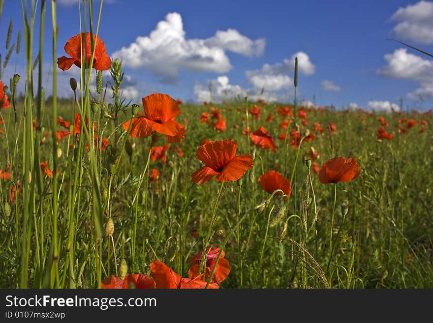 Red poppies on field, Lithuania, Vilnius