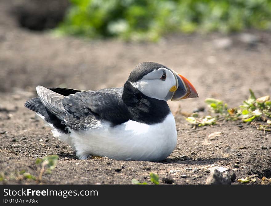 Puffin Laying Down