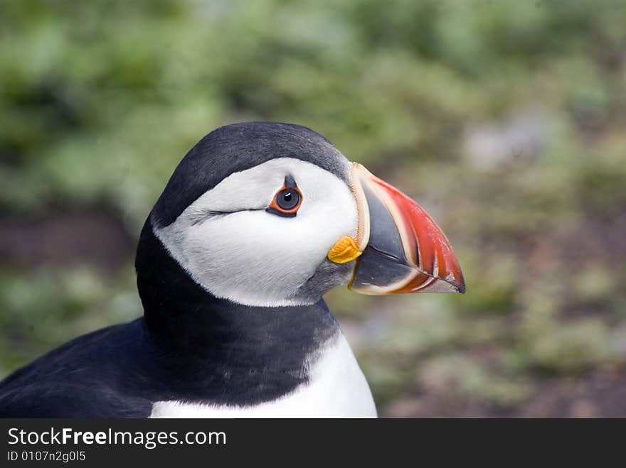 Portrait of the Puffin looking to the right. Portrait of the Puffin looking to the right.