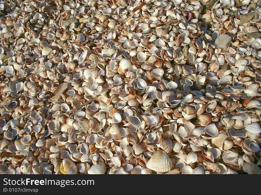 It is a lot of fine sea shells on a coast.