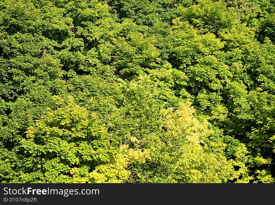 Forest, bright green leaves