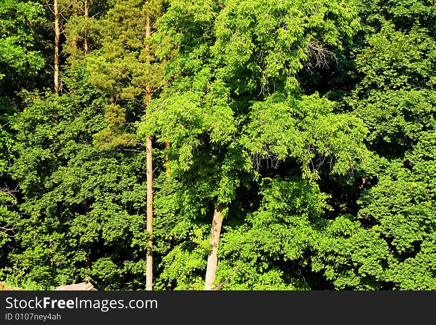 Forest, bright green leaves