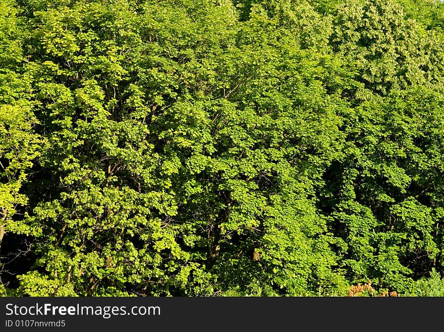 Forest, Bright Green Leaves