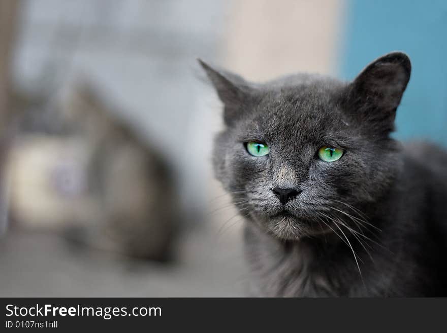 Photo of grey cat with green eyes