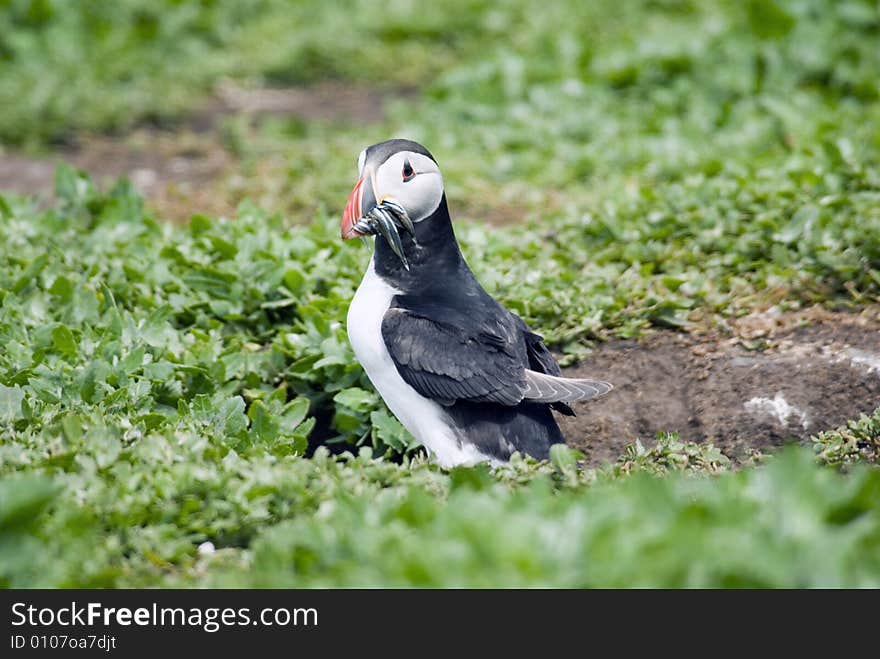 Puffin with Sand eels.