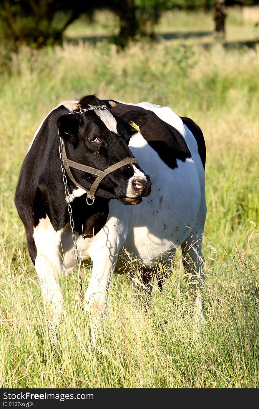 Black and white cow