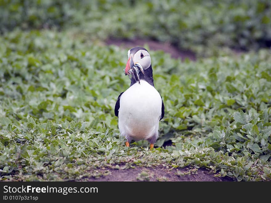 Puffin ewith Sand Eels in it s Beak