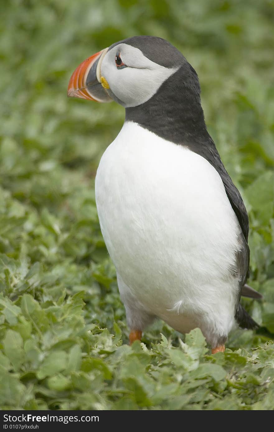 Puffin Standing in Foliage