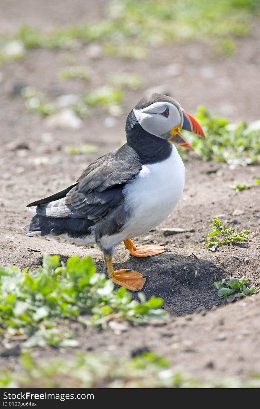 Whole picture of a Puffing on the ground with it's Beak open. Whole picture of a Puffing on the ground with it's Beak open.