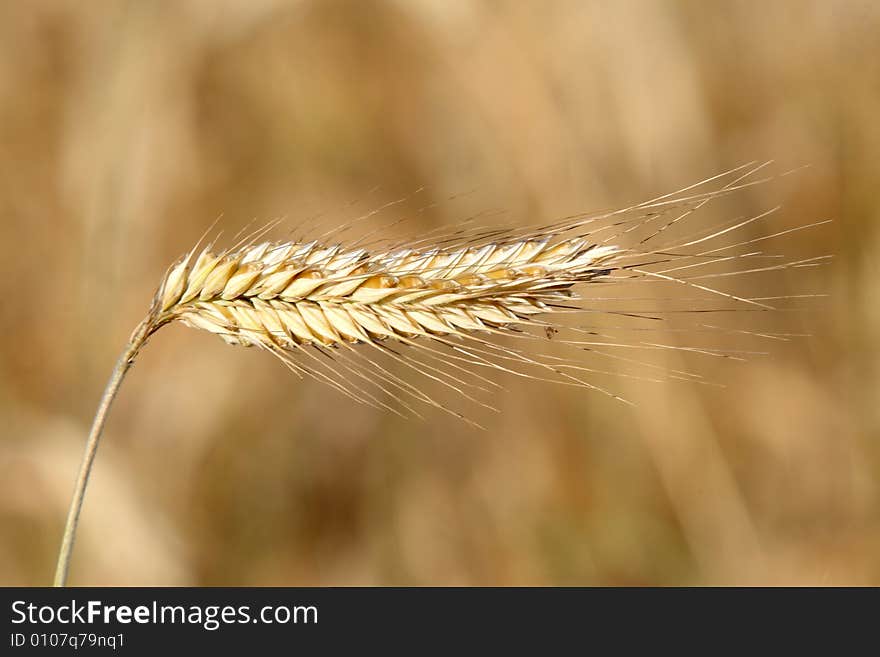 Golden Wheat Field