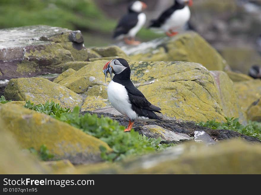 Puffin on Rocks with sand eels.