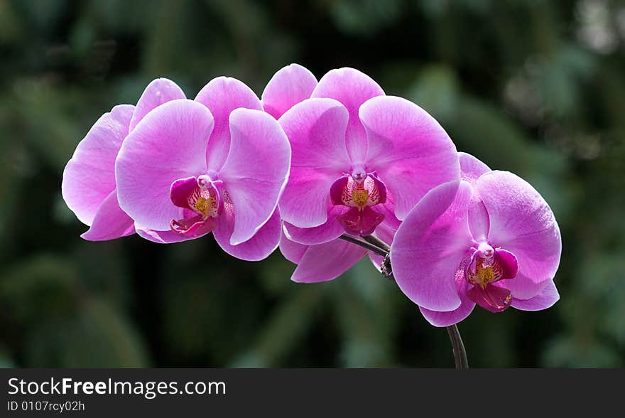 Magenta colored vibrant orchids against a soft green foilage background. Magenta colored vibrant orchids against a soft green foilage background