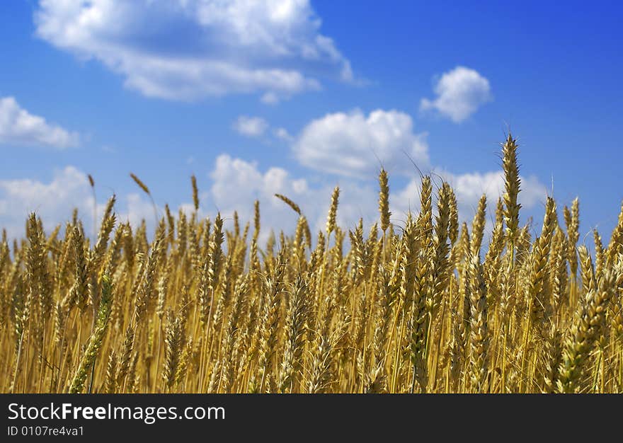 Yellow wheat ears against blue sky with clouds