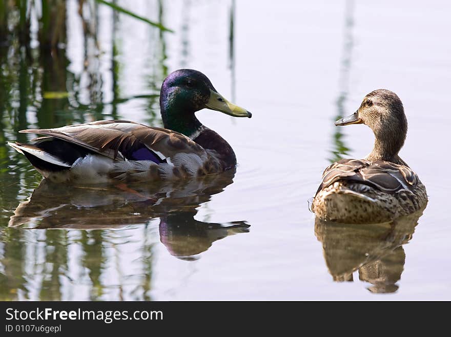 Ducks and water