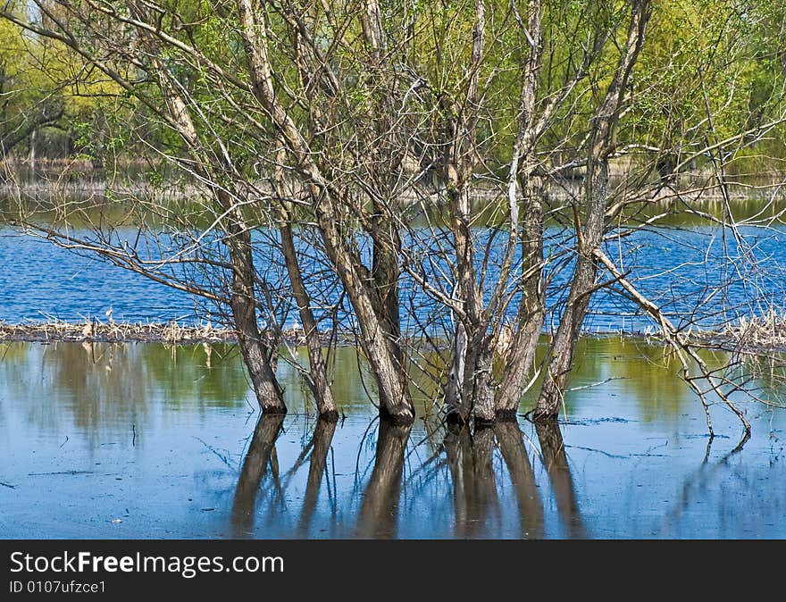 Spring high water and flooded area with trees