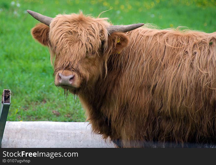 Stock photo of a  Scottish Highland cow with large horns in a field. Stock photo of a  Scottish Highland cow with large horns in a field