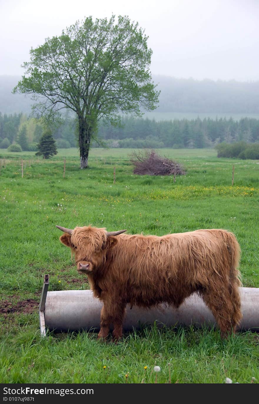 Scottish Highland steer with large horns in a field. Scottish Highland steer with large horns in a field