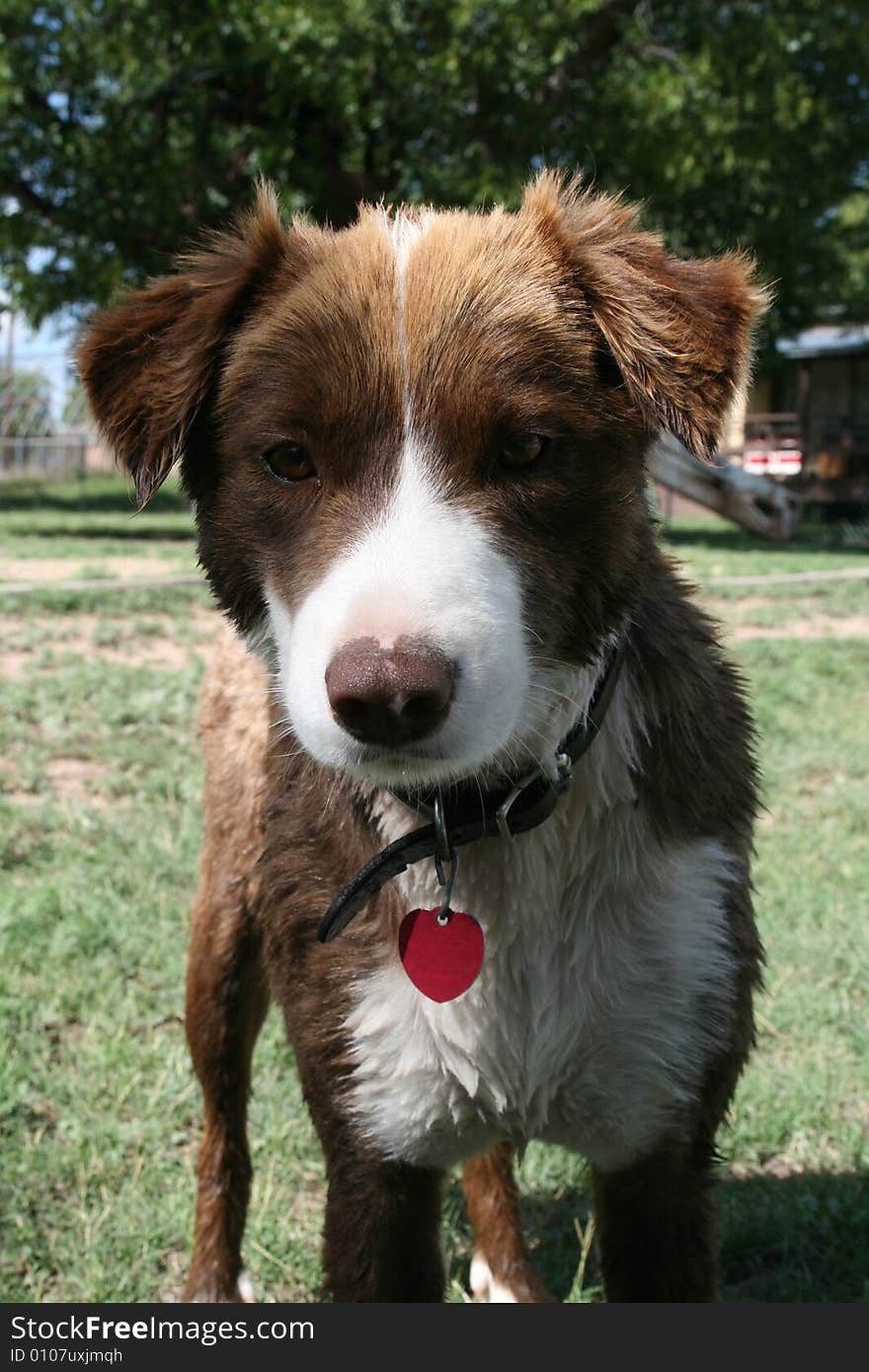 Australian Collie