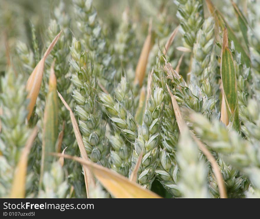 A field of long grass