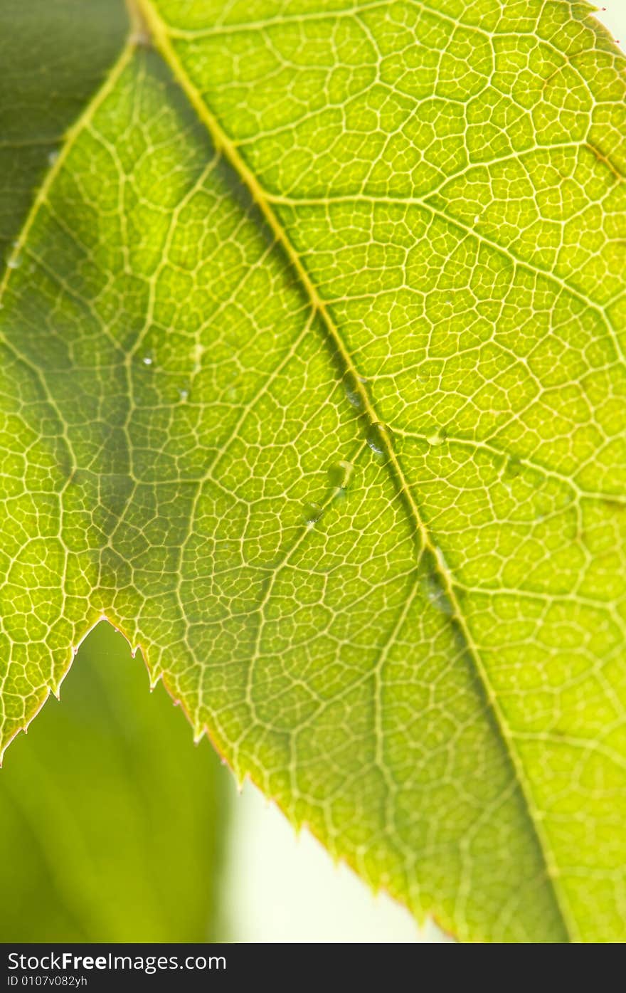 Close Up Leaf & Water Drops