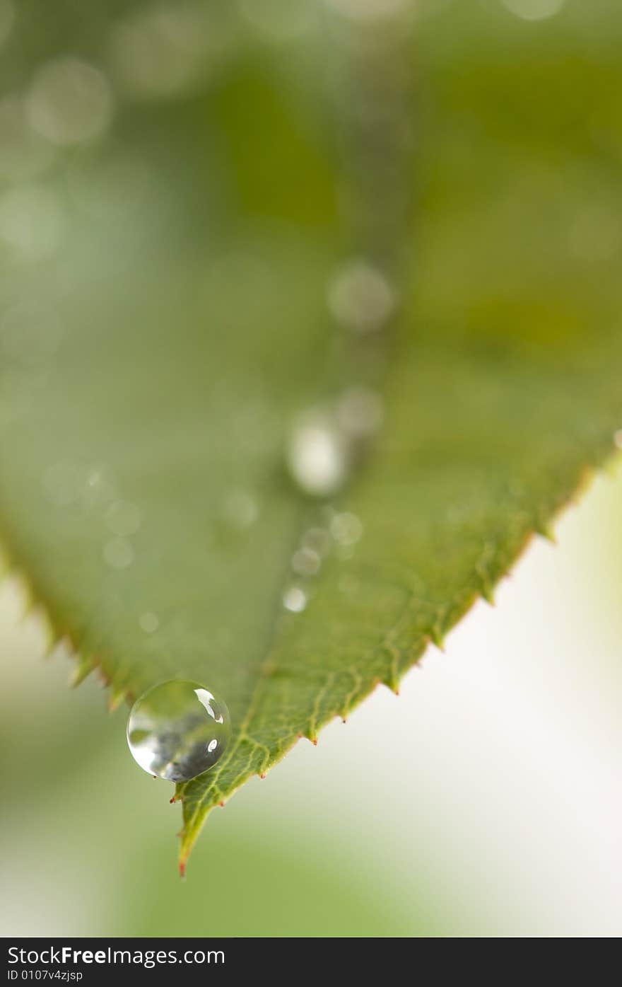 Close Up Leaf & Water Drops