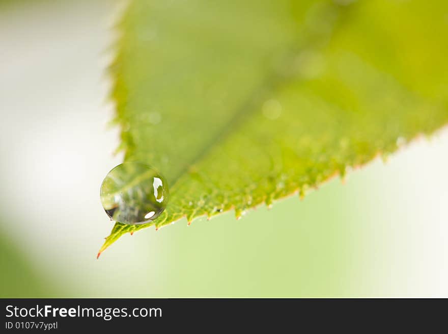 Close Up Leaf & Water Drops