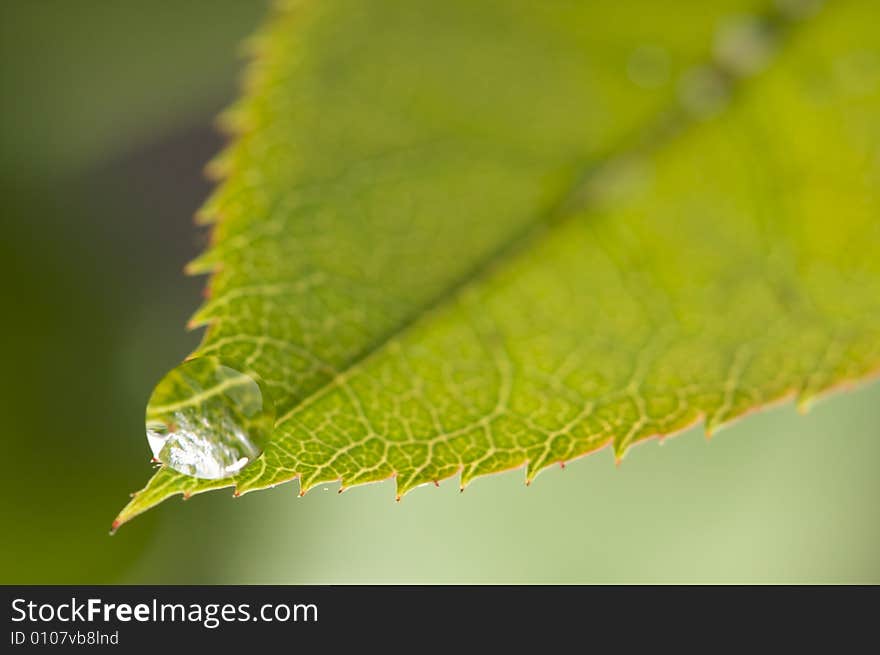 Close Up Leaf & Water Drops with Narrow dof.